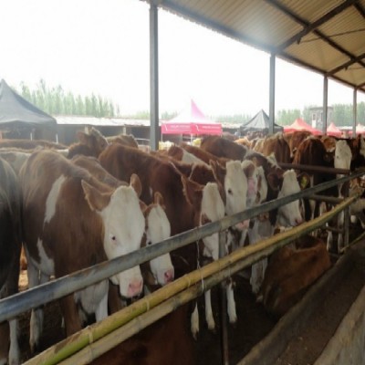 山西大型肉牛养殖场 肉牛犊 西门塔尔肉牛 纯种西门塔尔牛犊图2