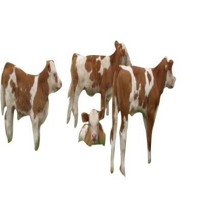 山西大型肉牛养殖场 肉牛犊 西门塔尔肉牛 纯种西门塔尔牛犊图5