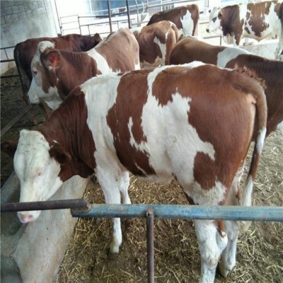 山西大型肉牛养殖场 肉牛犊 西门塔尔肉牛 纯种西门塔尔牛犊图4