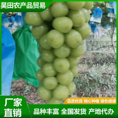 优质 晴王葡萄 鲜食品质极优 拥有较好贮运性能 昊田农产品贸易图2