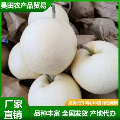精品秋月梨 汁水充盈 肉质细脆 果实略呈扁形 果形端正 昊田农产品贸易图2