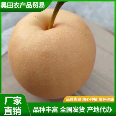精品秋月梨 汁水充盈 肉质细脆 果实略呈扁形 果形端正 昊田农产品贸易图4