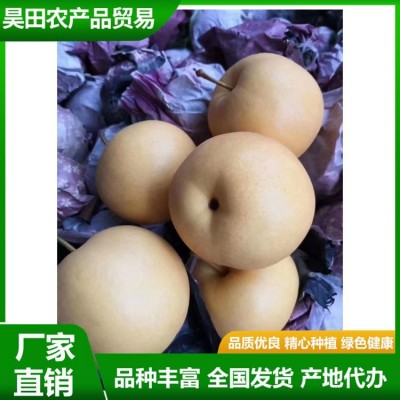 精品秋月梨 汁水充盈 肉质细脆 果实略呈扁形 果形端正 昊田农产品贸易图5
