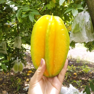 杨桃当季新鲜水果农家现摘云霄下河五星红龙杨桃一件代发送酸梅粉图4