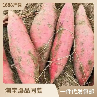 红薯福建六鳌沙地红心蜜薯当季新鲜现挖香甜软糯红番薯一件代发图5