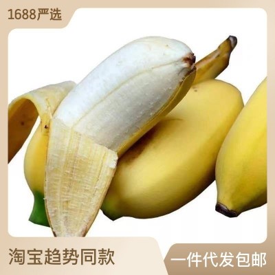 小米蕉3斤5斤当季新鲜现摘孕妇水果福建土楼苹果蕉粉蕉一件代发