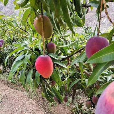 攀枝花彩虹香芒当季鲜果新鲜水果皮薄肉厚香甜多汁爱文芒图3