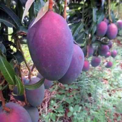 攀枝花彩虹香芒当季鲜果新鲜水果皮薄肉厚香甜多汁爱文芒图5