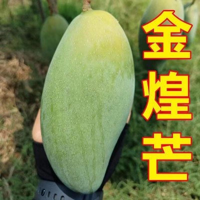 正宗四川攀枝花金煌芒果大青芒果水仙芒新鲜现摘当季自家果园基地图4