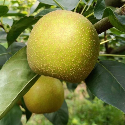 广西富川沙梨翠冠梨黄花梨桂花梨新鲜丰水梨薄皮脆甜多汁砀山梨图3