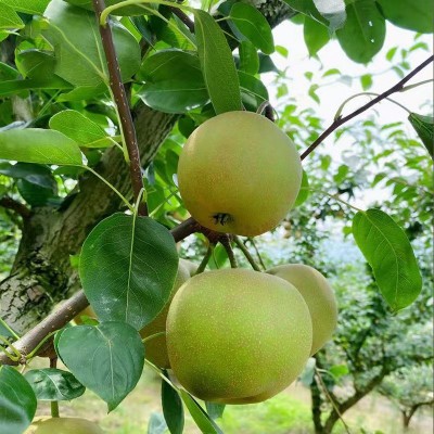 广西富川沙梨翠冠梨黄花梨桂花梨新鲜丰水梨薄皮脆甜多汁砀山梨图2