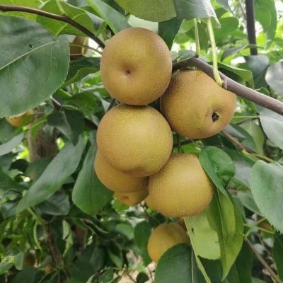 广西富川沙梨翠冠梨黄花梨桂花梨新鲜丰水梨薄皮脆甜多汁砀山梨图5