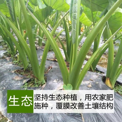 正宗广西荔浦大芋头种苗新鲜芋头片粉糯香芋紫藤毛芋艿槟榔芋头仔图6