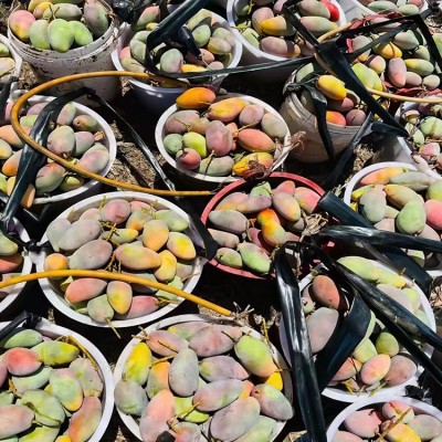 海南树上熟贵妃芒果自然熟红金龙七彩芒新鲜水果5斤包邮图3