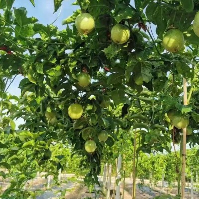 黄金百香果海南钦蜜9号一级芭乐西番莲鸡蛋果图2