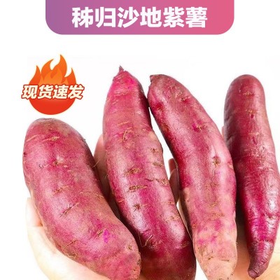 沙地紫薯紫罗兰红薯新鲜蔬菜地瓜番薯粉糯香甜图5
