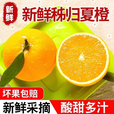 新鲜夏橙湖北秭归脐橙应季水果产地现摘现发非血橙非赣南一件代发图2