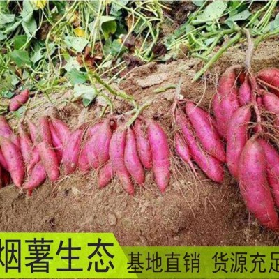 烟薯25号 红薯新鲜香甜 沙地蜜薯 烤地瓜5斤流油 食用农产品