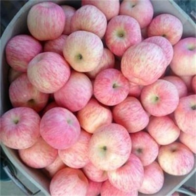 藤木苹果批发 藤木苹果价格 量大从优欢迎选购 裕顺直供全国