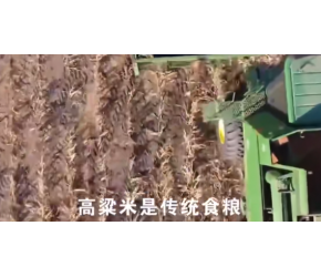高粱的一生｜现代农业种植和收获高粱