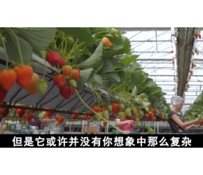水培草莓是如何种植和生长的？无需锄草，每亩能产2000斤