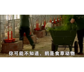 鹅的一生｜现代化养殖和生产鹅蛋和鹅肝鹅绒