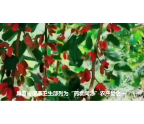 桑葚的一生｜现代农业种植和收获桑葚