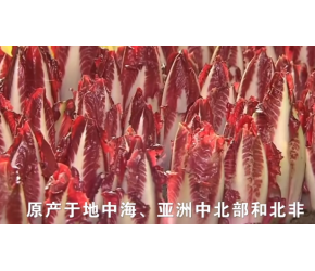 芽球菊苣的一生｜现代农业种植和收获比利时菊苣｜真的不是娃娃菜