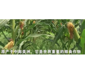 玉米的一生｜现代农业种植和收获苞米棒子｜中国第一大粮食作物