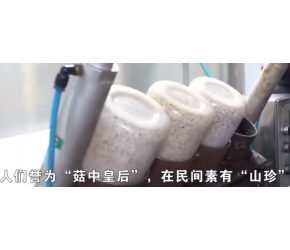 香菇的一生｜现代农业种植和收获香菇