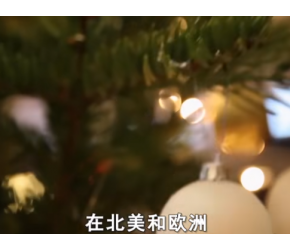 如何种植收获圣诞树？直升机帮忙运输，每天可收割1万棵圣诞树