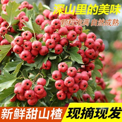 新鲜山楂甜红子小山楂酸甜水果山楂包邮新鲜甜山楂图3