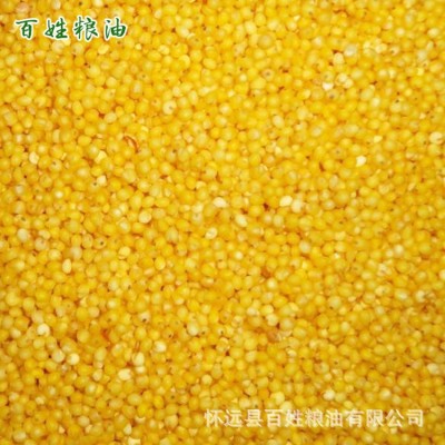 大量供应米糠油糠 养鱼家禽家畜饲料米糠营养丰富高蛋白图3