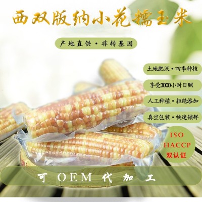云南 西双版纳 小花糯玉米 版纳小花糯玉米大货批发