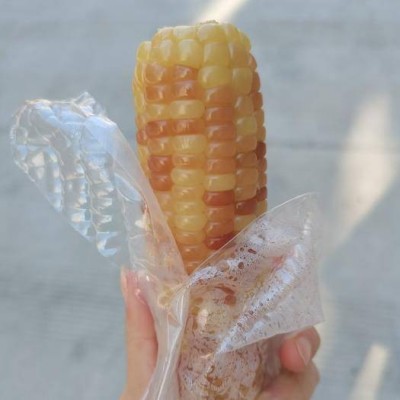 云南 西双版纳 小花糯玉米 版纳小花糯玉米大货批发图4