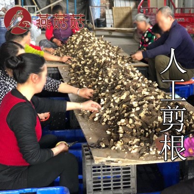 新货羊肚菌干货批发 厂地销售直发量大从优 剪柄菌盖长6-8CM 500g图4