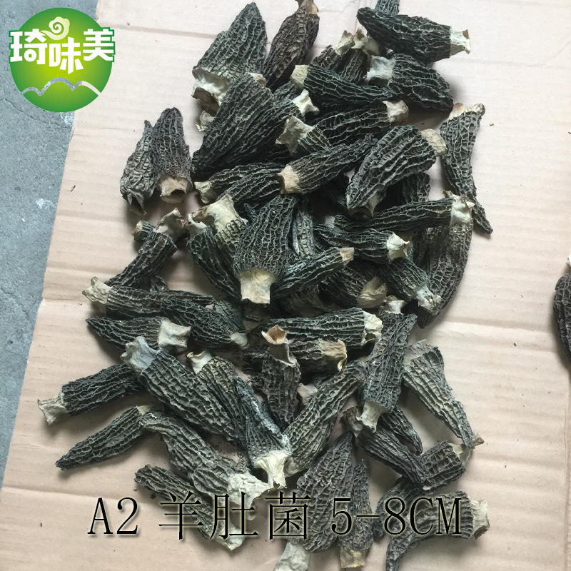 A2羊肚菌-1