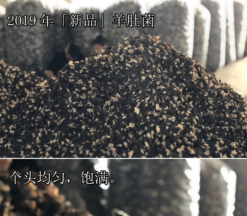 羊肚菌-1