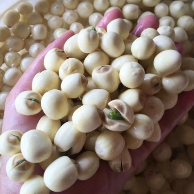 建宁莲子 福建建宁特产 通芯莲 干货 去芯 白莲子 通芯去皮莲子羹图4