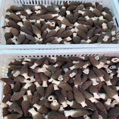 厂家直供湖南新鲜羊肚菜 湘蕈鲜羊肚菌500克批发图4