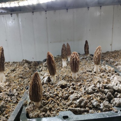 厂家直供湖南新鲜羊肚菜 湘蕈鲜羊肚菌500克批发图3