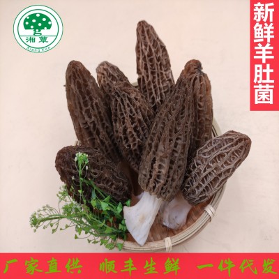 厂家直供湖南新鲜羊肚菜 湘蕈鲜羊肚菌500克批发图2