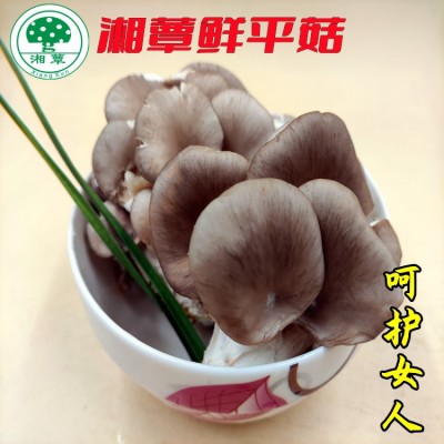 厂家直供湘蕈平菇鲜货保鲜包装500g新鲜平菇大量批发 现货