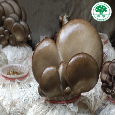厂家直供湘蕈平菇鲜货保鲜包装500g新鲜平菇大量批发 现货图4
