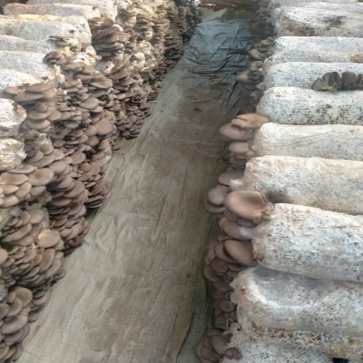 厂家直供湘蕈平菇鲜货保鲜包装500g新鲜平菇大量批发 现货图5