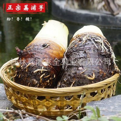广西荔浦芋头批发有机芋头槟榔芋新鲜生芋头现挖现发一件代发包邮图3
