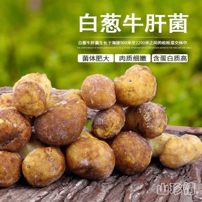 白葱牛肝菌云南野生菌山珍牛肝菌干牛肝菌菌片现货食用菌菌菇直销图3