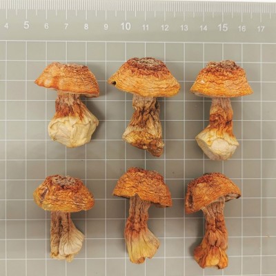厂家直供剪脚无泥无熏硫姬松茸食用菌干货巴西蘑菇煲汤材料图4
