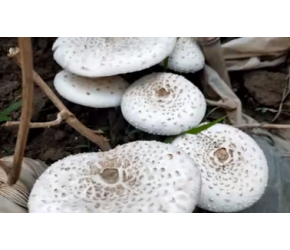 女生吃野生菌出现幻觉，从家到医院扯一路的线，高温不能消毒吗？