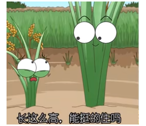 台风一来，玉米这锈病来的也快